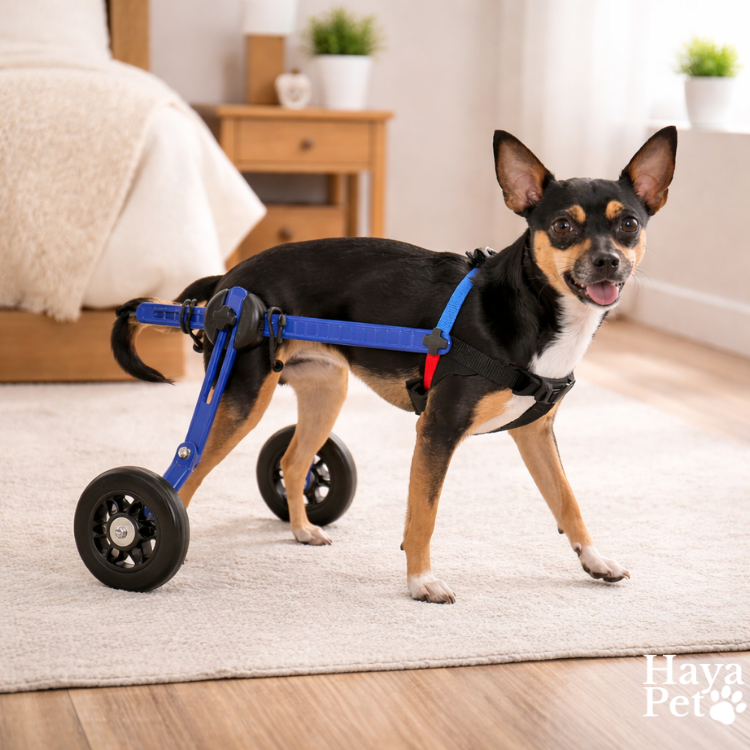 Mini Hondenrolstoel Voor Achterpootondersteuning