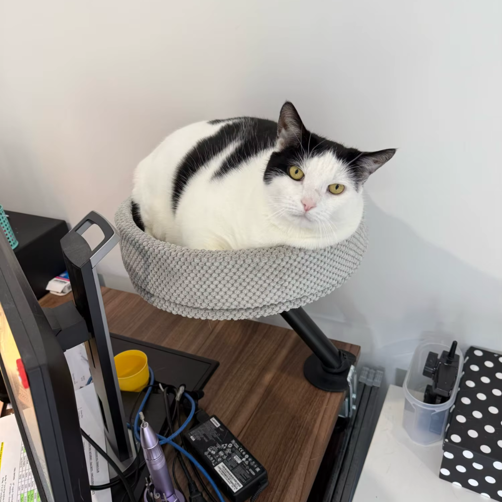 Katten Bureaubed | Slaapplek