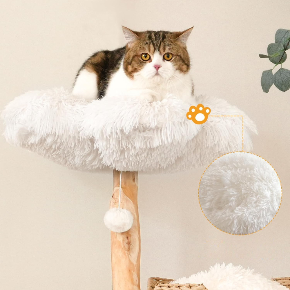 Katten Stevige Boom | Modern