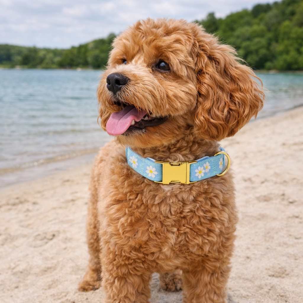 Hondenhalsband Met Geborduurde Bloemen