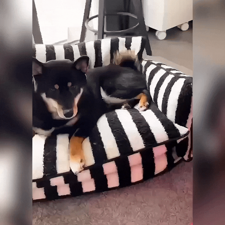 Orthopedische Hondenbank Sofa | Wasbaar