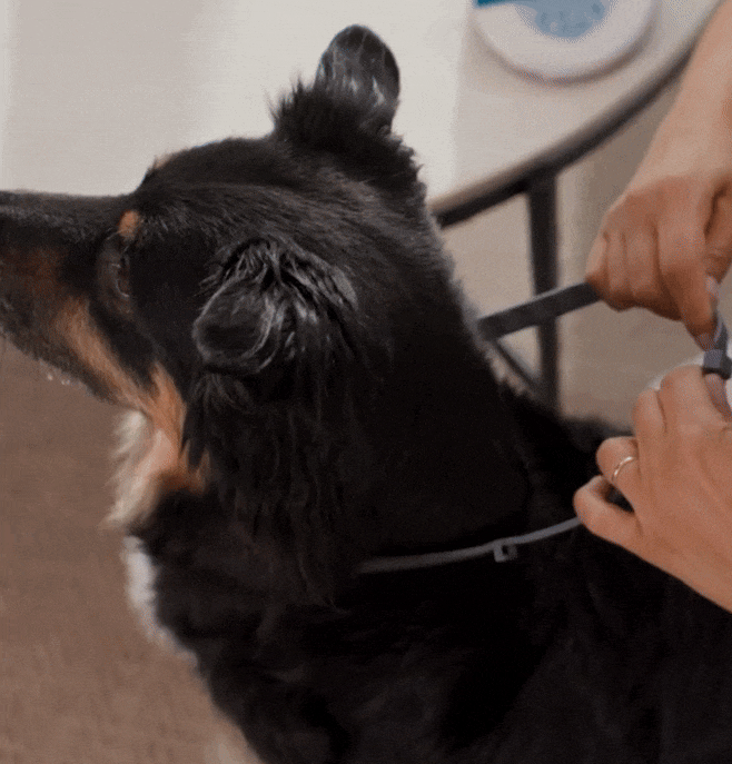 Vlooienhalsband voor Honden & Katten | Waterdicht Verstelbaar 8 Maanden Bescherming