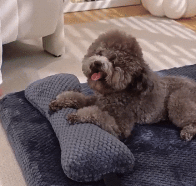 Honden Veerkrachtig Kussen | Anti-Slip Bed