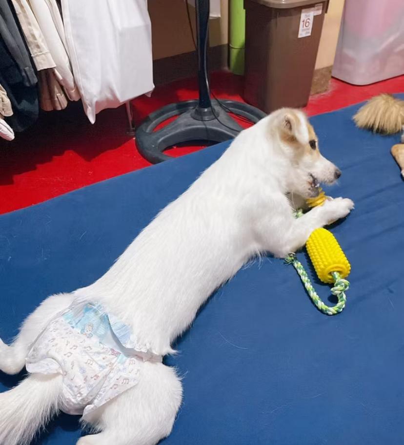 Honden Luiers Voor Honden Lekvrij, Sterke Absorptie, Comfortabele Pasvorm