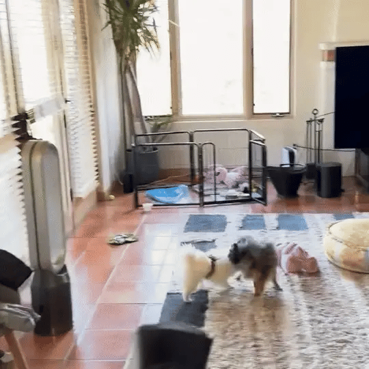 Anti-Bark Trainer Dog Safe Ultrasonic Device For Unwanted Behavior 