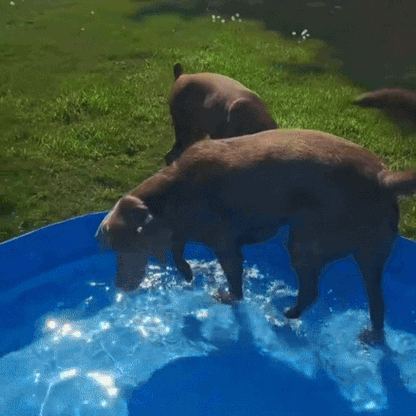 Dog Pool Foldable, Leakproof, Strong Enough for Sharp Nails