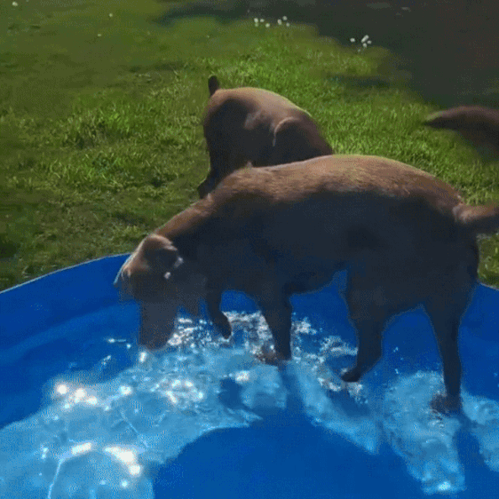 Dog Pool Foldable, Leakproof, Strong Enough for Sharp Nails