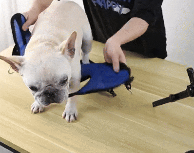 Verstelbare Hondenrolstoel Lichtgewicht Mobiliteitshulp Voor Revalidatie En Letsel