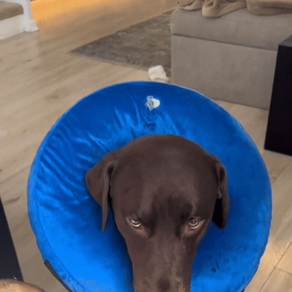 Inflatable Dog Protective Collar for Dogs & Cats Inflatable, Comfortable