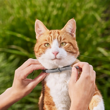 Vlooienhalsband voor Honden & Katten | Waterdicht Verstelbaar 8 Maanden Bescherming