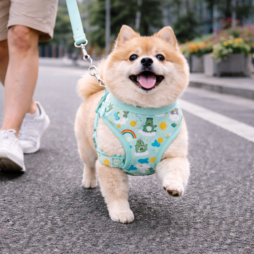 Dog Rainbow Bear Adjustable Harness | Multi Colour