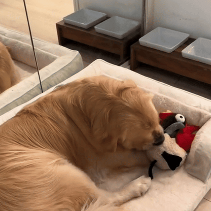 Orthopedisch Hondenbed Met Stevig Schuim Comfort Voor Senior Honden