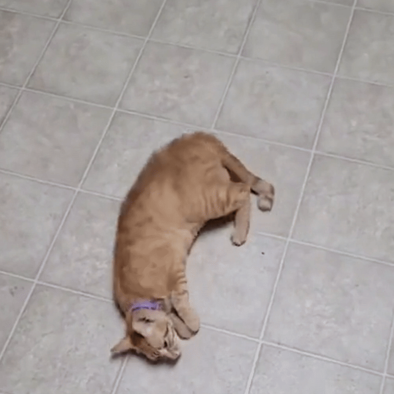 Flea Collar for Cats Safe, Plant-Based Oils Against Fleas and Ticks