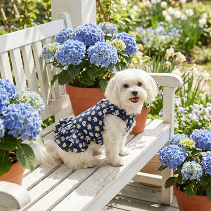 Blue Daisy Tuigjurk Voor Honden