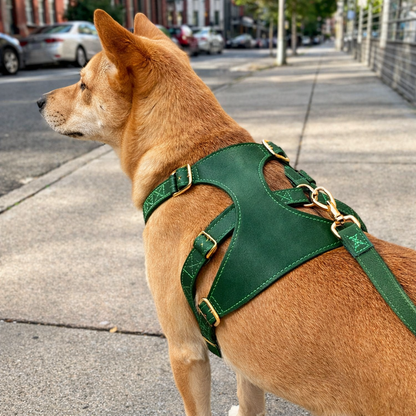 Klassiek Verstelbaar Hondenharnas Voor Dagelijkse Wandelingen