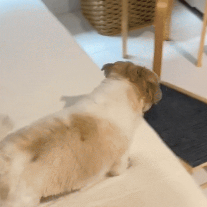 Adjustable Dog Ramp Made of Wood with Nonslip Surface & Compact Storage