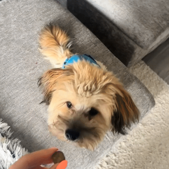 Hondensnoepjes Tegen Jeuk | Natuurlijk & Immuniteitsboost